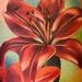 Tattoos - Lily Flowers - 59893